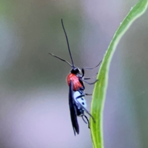 Braconidae (family) at QPRC LGA - 18 Apr 2024