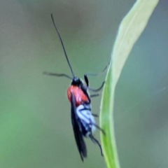 Braconidae (family) at QPRC LGA - 18 Apr 2024