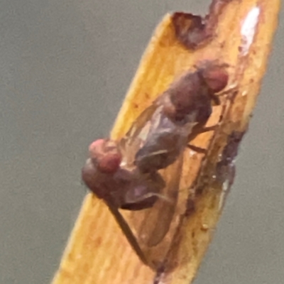 Drosophila sp. (genus) at Greenleigh, NSW - 18 Apr 2024 by Hejor1