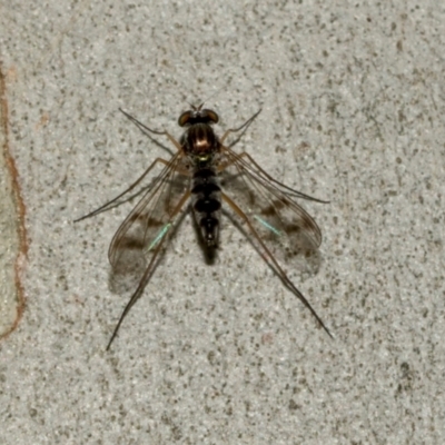 Heteropsilopus sp. (genus) (A long legged fly) at ANBG - 8 Apr 2024 by AlisonMilton