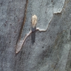 Ledromorpha planirostris at Higgins, ACT - 4 Dec 2023