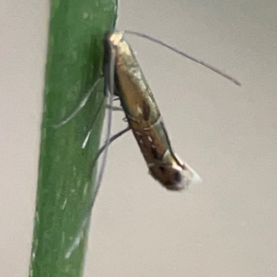 Gracillariidae (family) (A leafminer moth) at QPRC LGA - 18 Apr 2024 by Hejor1