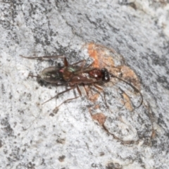 Apocrita (suborder) (Unidentified wasp) at Magpie Hill Park, Lyneham - 16 Apr 2024 by AlisonMilton