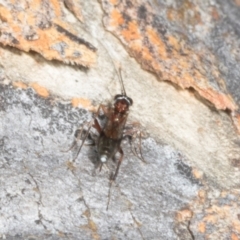 Apocrita (suborder) at Magpie Hill Park, Lyneham - 16 Apr 2024