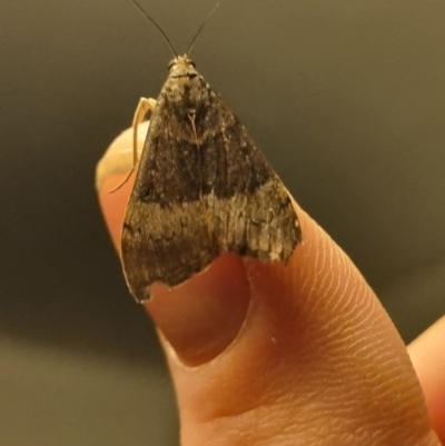 Uresiphita ornithopteralis (Tree Lucerne Moth) at QPRC LGA - 18 Apr 2024 by clarehoneydove