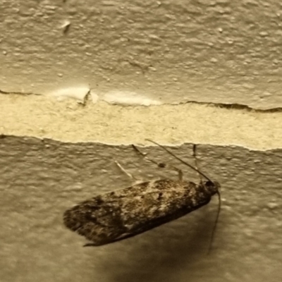 Eupselia satrapella and similar species at  - suppressed by clarehoneydove