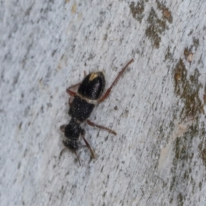 Lemidia accincta at Hawker, ACT - 27 Mar 2024 09:58 AM