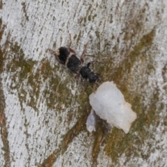 Lemidia accincta at Hawker, ACT - 27 Mar 2024 09:58 AM