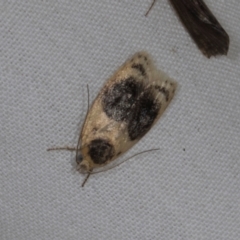 Garrha ocellifera (A concealer moth) at Higgins, ACT - 10 Jan 2024 by AlisonMilton