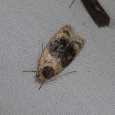 Garrha ocellifera (A concealer moth) at Higgins, ACT - 10 Jan 2024 by AlisonMilton