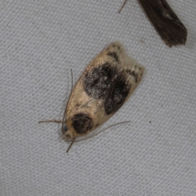 Garrha ocellifera (A concealer moth) at Higgins, ACT - 11 Jan 2024 by AlisonMilton