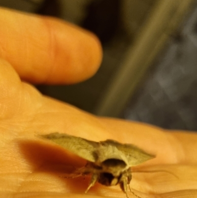 Pantydia (genus) (An Erebid moth) at QPRC LGA - 18 Apr 2024 by clarehoneydove