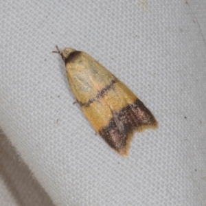 Heteroteucha translatella at Higgins, ACT - 11 Jan 2024