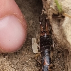 Forficula auricularia at QPRC LGA - suppressed