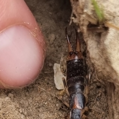 Forficula auricularia (European Earwig) at QPRC LGA - 18 Apr 2024 by clarehoneydove