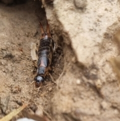 Forficula auricularia at QPRC LGA - suppressed