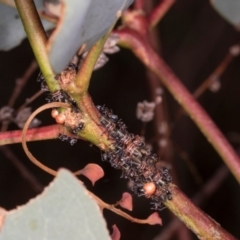 Eurymeloides sp. (genus) (Eucalyptus leafhopper) at Lyons, ACT - 21 Mar 2024 by AlisonMilton