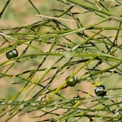 Asparagus officinalis (Asparagus) at Mawson, ACT - 19 Apr 2024 by Mike