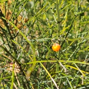 Asparagus virgatus at Mawson, ACT - 19 Apr 2024 02:34 PM