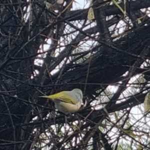 Zosterops lateralis at QPRC LGA - 18 Apr 2024