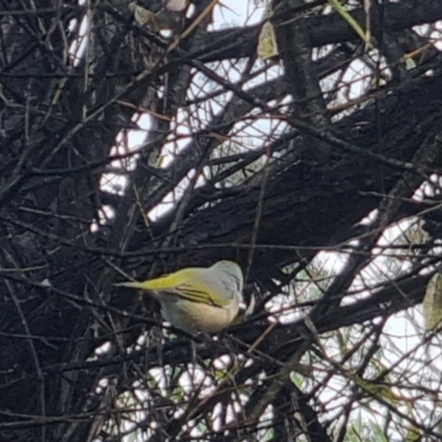 Zosterops lateralis (Silvereye) at QPRC LGA - 18 Apr 2024 by clarehoneydove