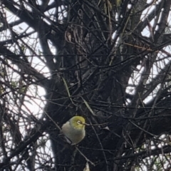 Zosterops lateralis at QPRC LGA - 18 Apr 2024