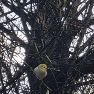 Zosterops lateralis at QPRC LGA - 18 Apr 2024