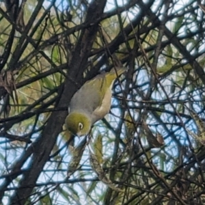 Zosterops lateralis at QPRC LGA - 18 Apr 2024