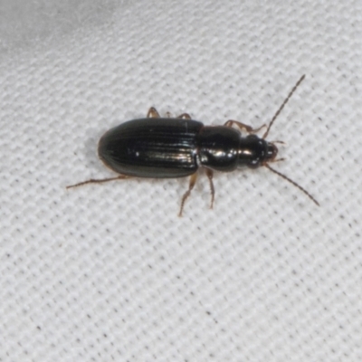 Carabidae sp. (family) (A ground beetle) at Higgins, ACT - 10 Jan 2024 by AlisonMilton