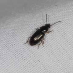 Carabidae sp. (family) at Higgins, ACT - 11 Jan 2024