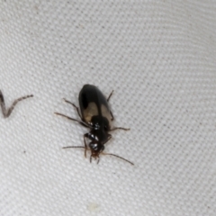 Sarothrocrepis civica (An arboreal 'ground' beetle) at Higgins, ACT - 11 Jan 2024 by AlisonMilton