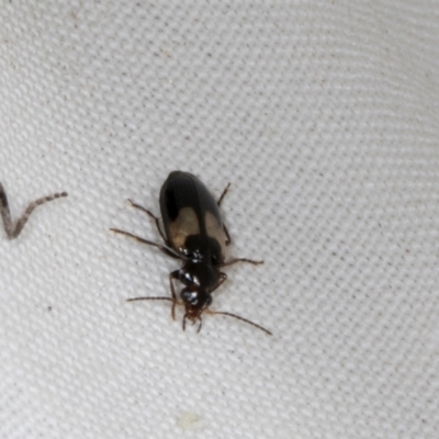 Sarothrocrepis civica (An arboreal 'ground' beetle) at Higgins, ACT - 10 Jan 2024 by AlisonMilton