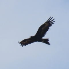 Aquila audax (Wedge-tailed Eagle) at Symonston, ACT - 18 Apr 2024 by RodDeb