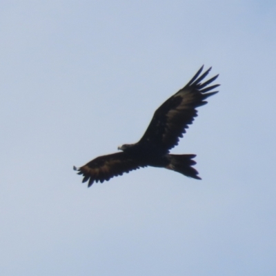 Aquila audax (Wedge-tailed Eagle) at Jerrabomberra Grassland - 18 Apr 2024 by RodDeb