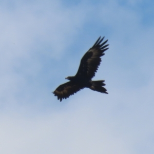 Aquila audax at Jerrabomberra Grassland - 18 Apr 2024 11:47 AM