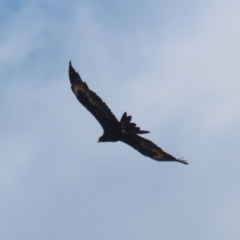 Aquila audax at Jerrabomberra Grassland - 18 Apr 2024 11:47 AM