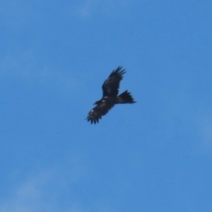 Aquila audax at Jerrabomberra Grassland - 18 Apr 2024 11:47 AM