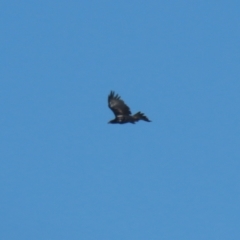 Aquila audax at Jerrabomberra Grassland - 18 Apr 2024