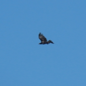 Aquila audax at Jerrabomberra Grassland - 18 Apr 2024 11:47 AM