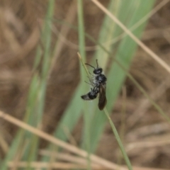 Mutillidae (family) (Unidentified Mutillid wasp or velvet ant) at Hawker, ACT - 27 Mar 2024 by AlisonMilton