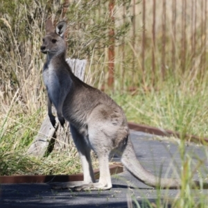 Macropus giganteus at Jerrabomberra Wetlands - 18 Apr 2024 12:59 PM