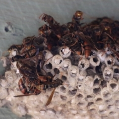 Polistes (Polistella) humilis (Common Paper Wasp) at Jerrabomberra Wetlands - 18 Apr 2024 by RodDeb