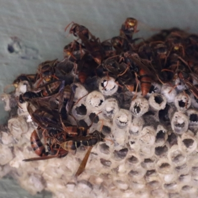 Polistes (Polistella) humilis (Common Paper Wasp) at Jerrabomberra Wetlands - 18 Apr 2024 by RodDeb