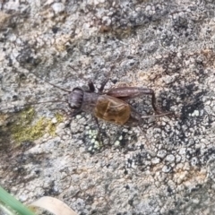Bobilla sp. (genus) (A Small field cricket) at QPRC LGA - 18 Apr 2024 by clarehoneydove