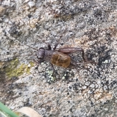 Bobilla sp. (genus) (A Small field cricket) at QPRC LGA - 18 Apr 2024 by clarehoneydove