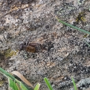 Bobilla sp. (genus) at QPRC LGA - 18 Apr 2024