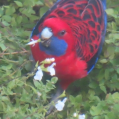 Platycercus elegans (Crimson Rosella) at Katoomba, NSW - 16 Apr 2024 by MatthewFrawley