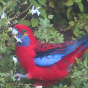 Platycercus elegans at Katoomba, NSW - 16 Apr 2024