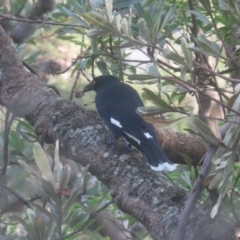 Strepera graculina (Pied Currawong) at Blue Mountains National Park - 16 Apr 2024 by MatthewFrawley