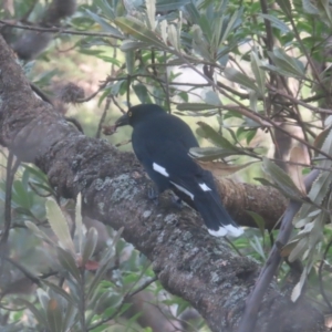 Strepera graculina at Blue Mountains National Park - 16 Apr 2024